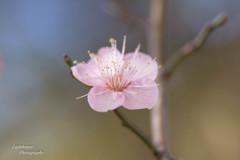 梅の花が咲いたよ