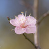 梅の花が咲いたよ