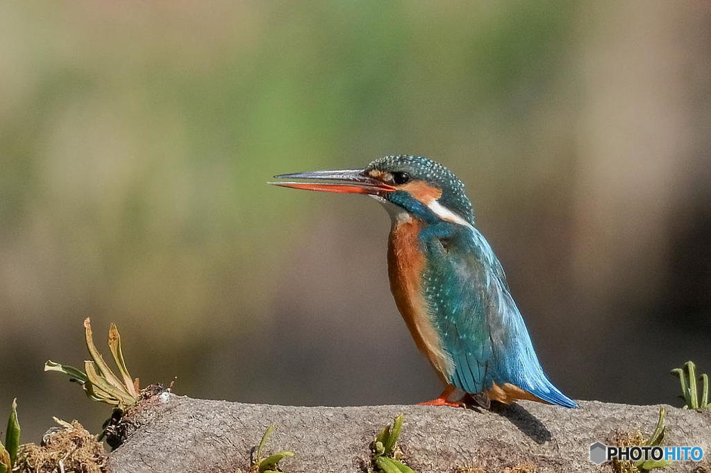 ３月１２日のカワセミ　１