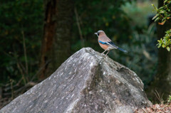 いきなりカケスが出た～