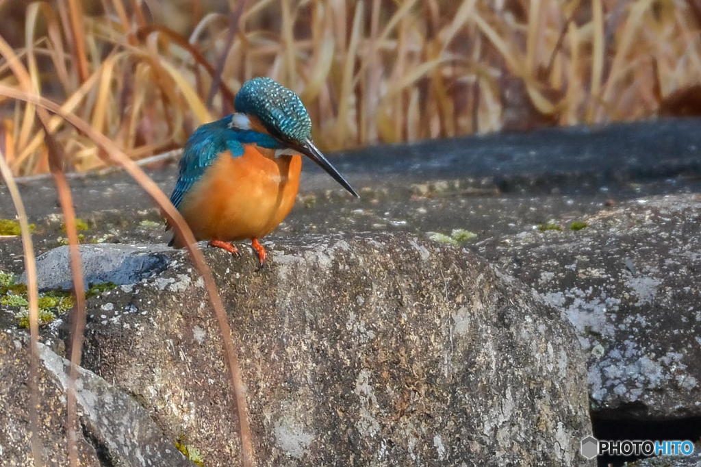 ２月28日のカワセミ　１