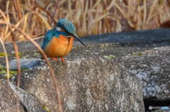 ２月28日のカワセミ　１