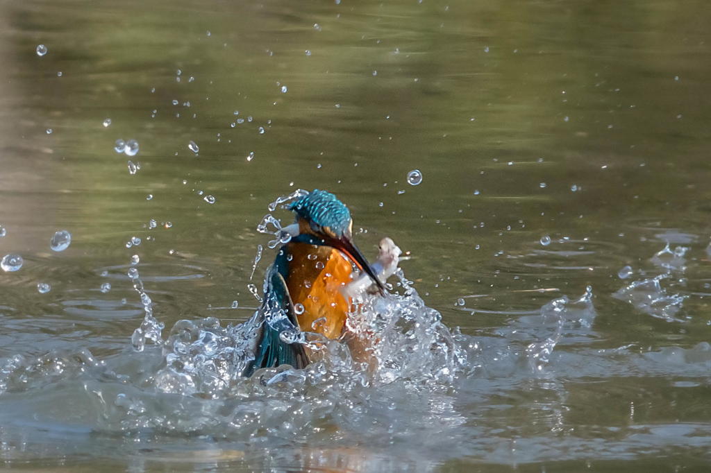こちらはいつものカワセミフィールドにて