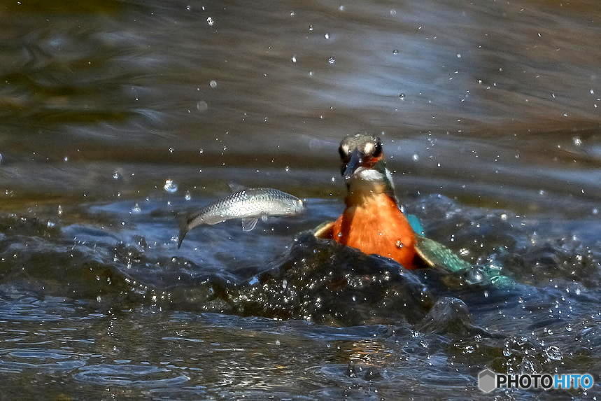 ２月24日のカワセミ　１