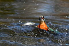 ２月24日のカワセミ　１