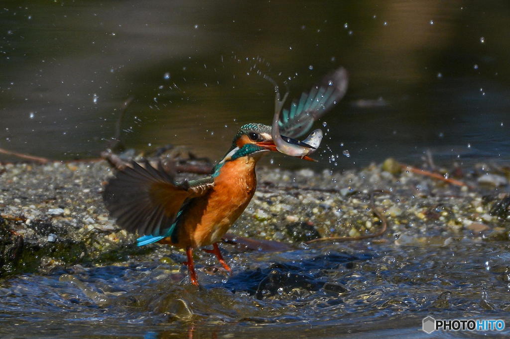 ２月８日のカワセミ　１