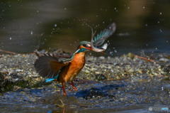 ２月８日のカワセミ　１