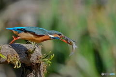 ３月18日のカワセミ　１