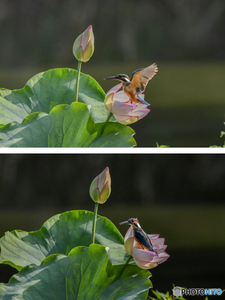 ８月７日のカワセミ　１