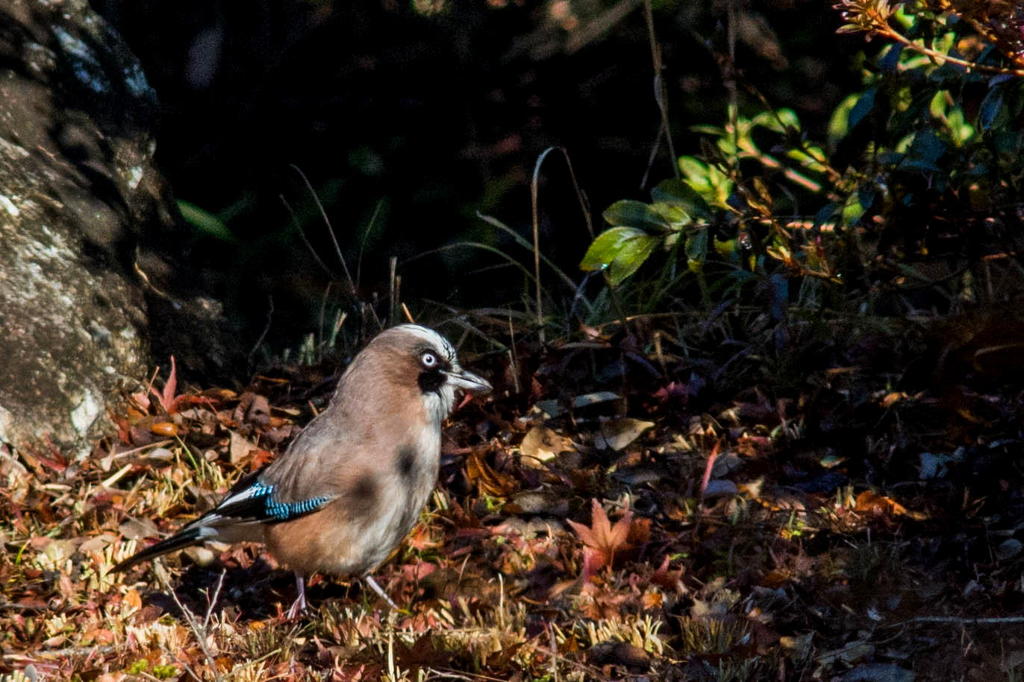 カケス　その１