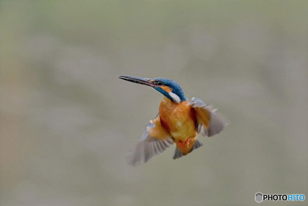 ４月５日のカワセミ　２