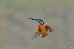 ４月５日のカワセミ　２