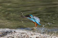浅瀬に飛び込んだカワセミ