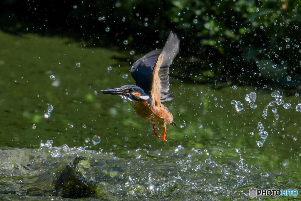 ６月16日は蔵出しのカワセミ　１