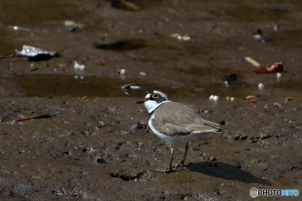 ４月11日はコチドリ
