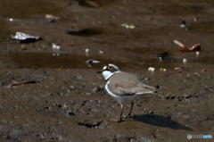 ４月11日はコチドリ