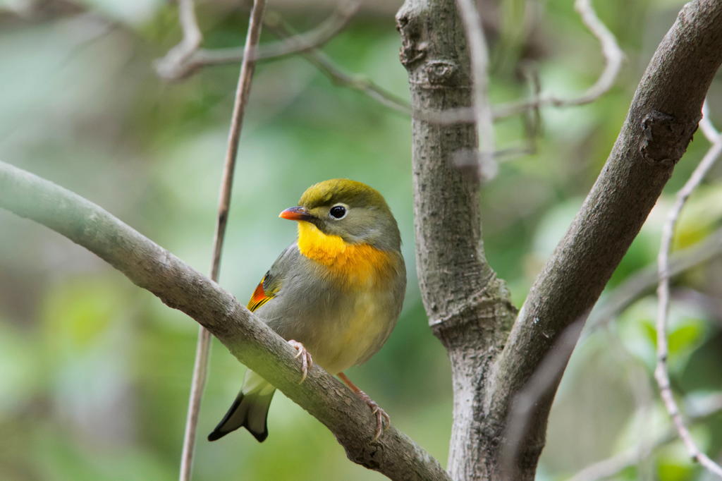 至近距離でソウシチョウ ３