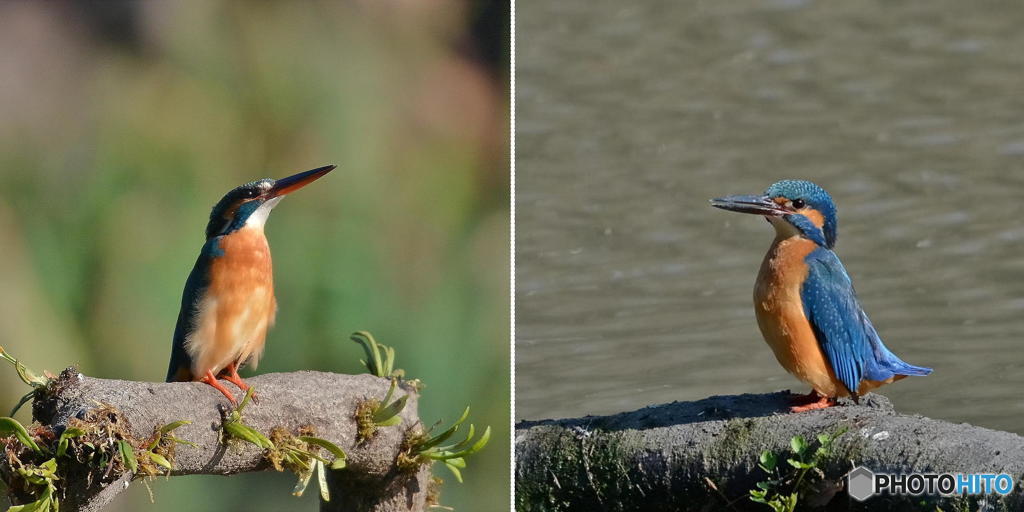３月１６日は蔵出しのカワセミ　１