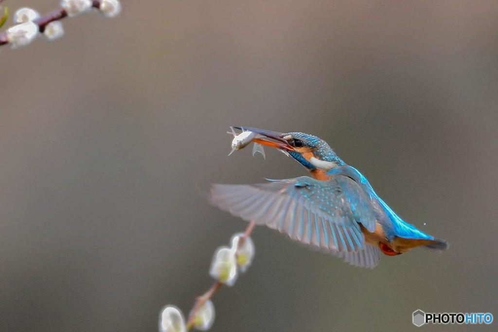 ２月27日のカワセミ　２
