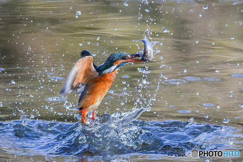 ２月３日のカワセミ　１