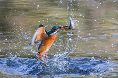２月３日のカワセミ　１