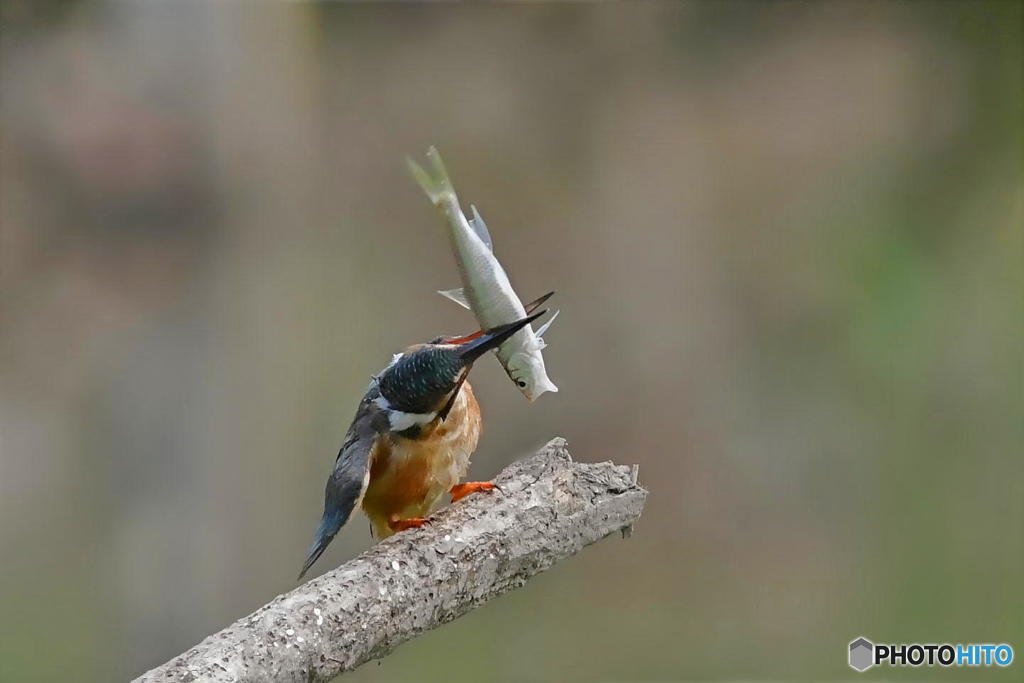 ９月３日のカワセミ　２