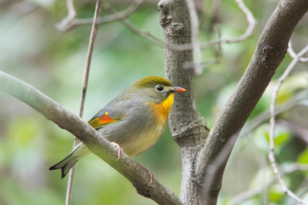 至近距離でソウシチョウ ２