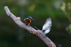 縄張り争い　その３