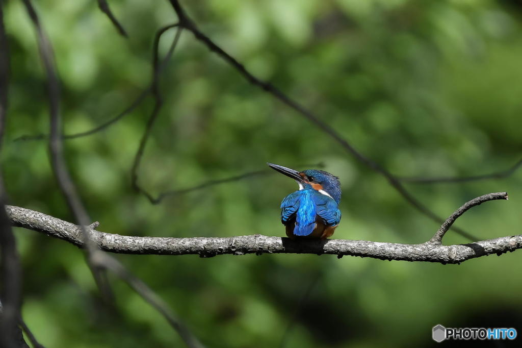 ６月14日のカワセミ　１