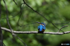 ６月14日のカワセミ　１