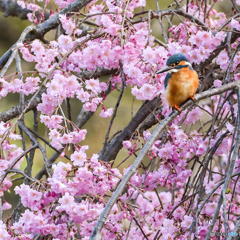 ４月５日のカワセミ　１