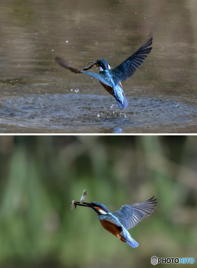 ３月30日のカワセミ　１