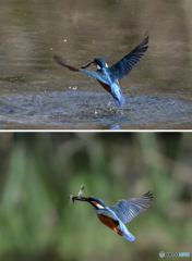 ３月30日のカワセミ　１