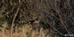 １月19日のオオタカ幼鳥　２