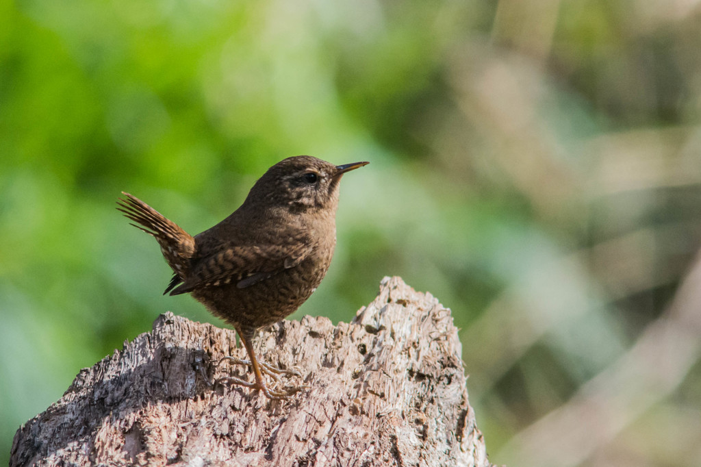 人生初撮り　ミソサザイ１