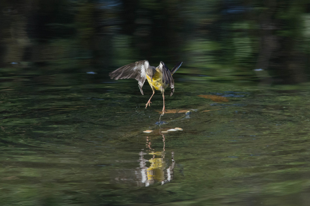 キセキレイのホバリング２