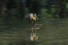 キセキレイのホバリング２