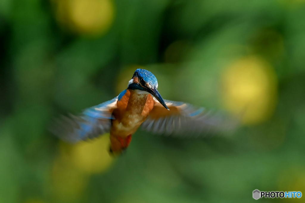 ５月８日のカワセミ　１