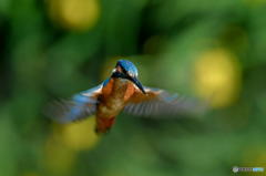 ５月８日のカワセミ　１