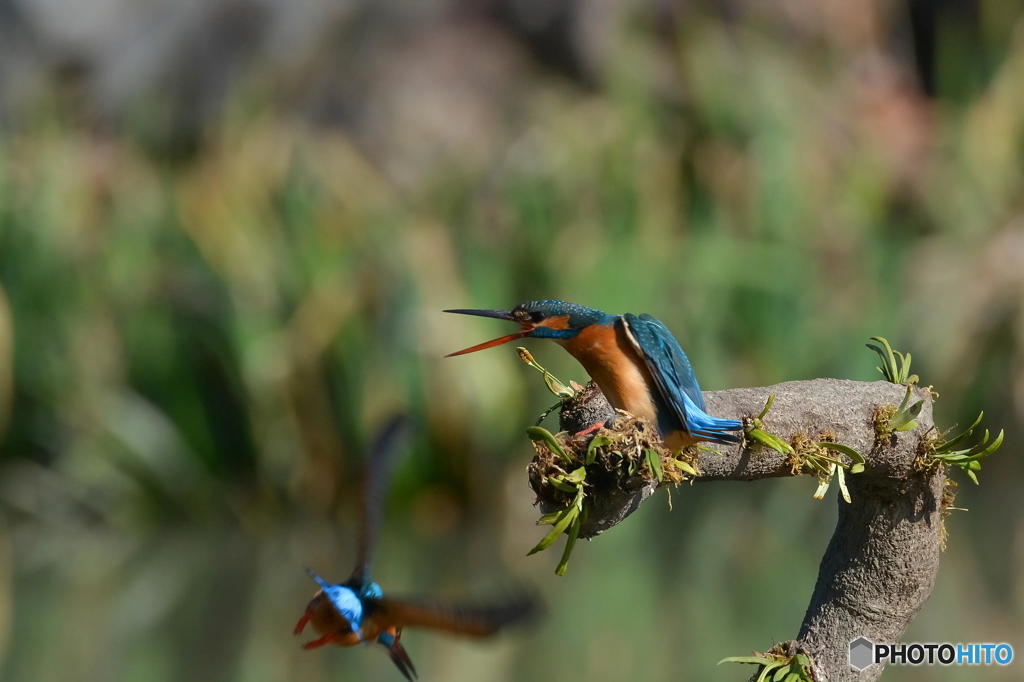 ３月１６日は蔵出しのカワセミ　２