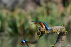 ３月１６日は蔵出しのカワセミ　２