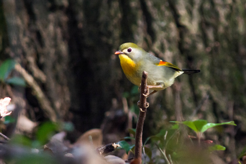 ソウシチョウ　その２