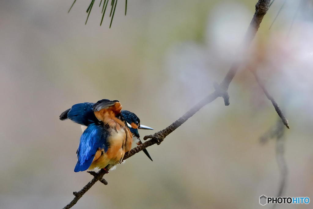 ３月２９日のカワセミ　１