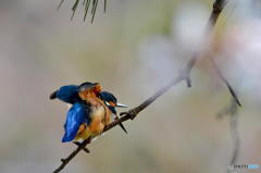 ３月２９日のカワセミ　１