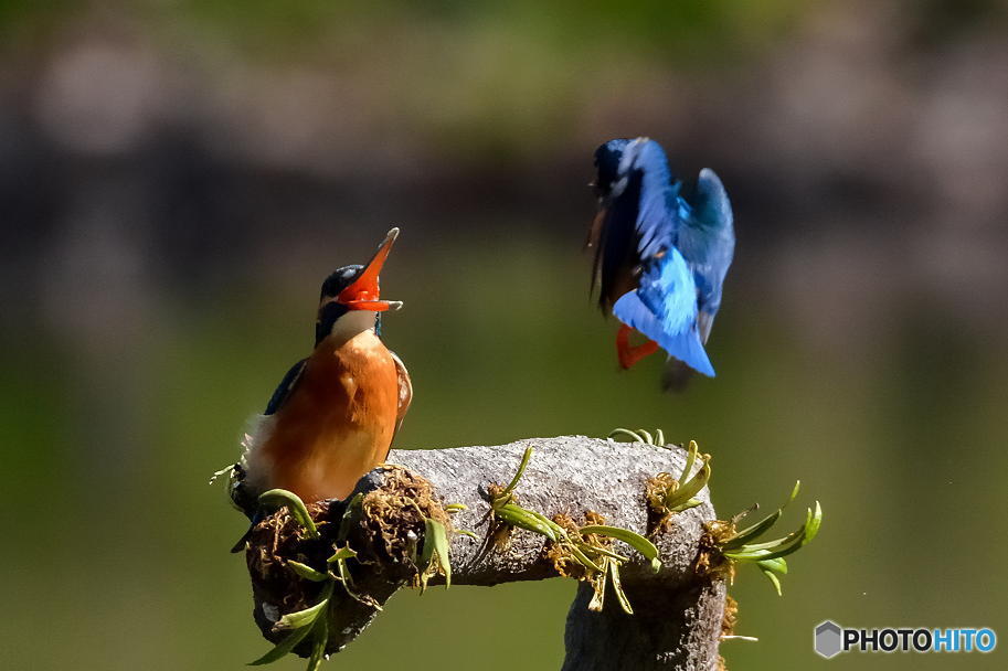 ４月１日のカワセミは蔵出し　２