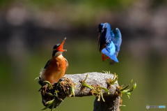４月１日のカワセミは蔵出し　２