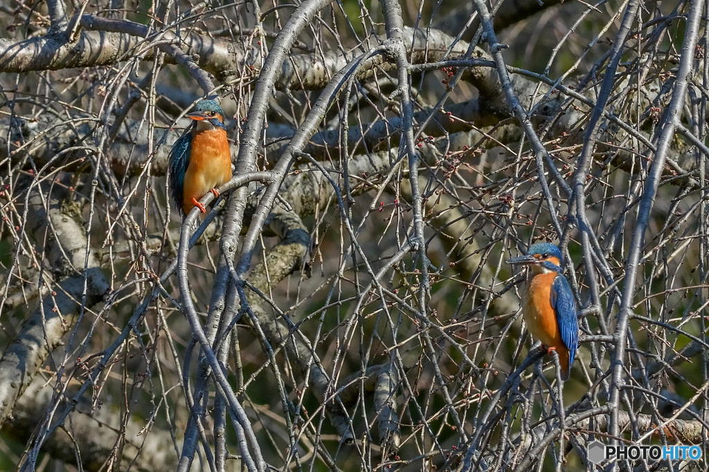 ３月１５日のカワセミ　２