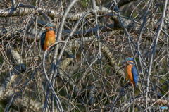 ３月１５日のカワセミ　２