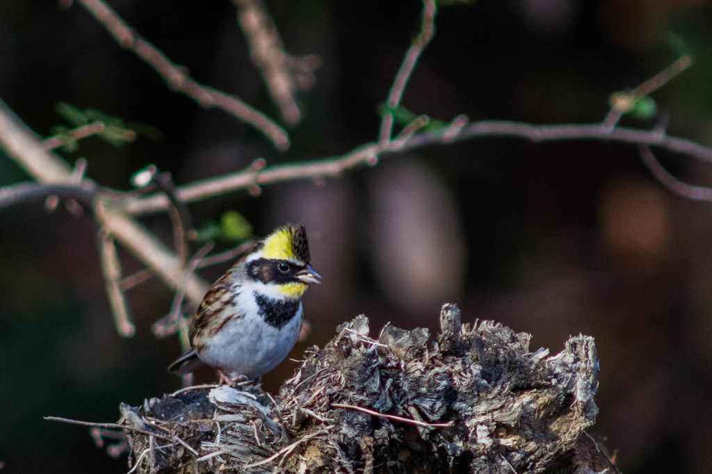 朽木のミヤマホオジロ♂