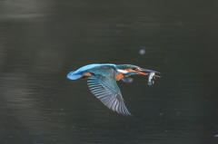 ２月５日のカワセミ　３